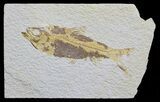 Knightia Fossil Fish - Wyoming #59828-1